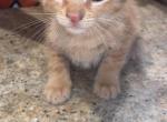 Mateo - Domestic Kitten For Sale - Colonia&comma; NJ&comma; US