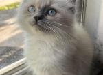 Mila Ragdoll F - Ragdoll Kitten For Sale - 