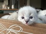 Seal lynx litter - Ragdoll Kitten For Sale - Amherst&comma; NH&comma; US