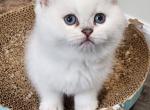 Vito - British Shorthair Kitten For Sale - Washington&comma; DC&comma; US