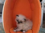 April 8th Babies - Persian Kitten For Sale - Orlando&comma; FL&comma; US
