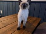 MOCHA - Siamese Kitten For Sale - Philadelphia&comma; PA&comma; US