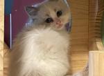 Oliver - Ragdoll Kitten For Sale - 