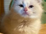 Dove - Ragdoll Kitten For Sale - 