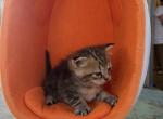 Tigger Reserved - Persian Kitten For Sale - Orlando&comma; FL&comma; US
