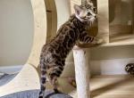 Brown Female Pink Collar - Bengal Kitten For Sale - Rocklin&comma; CA&comma; US