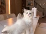 Lyly - Ragdoll Kitten For Sale - 