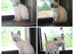 Blue point - Siamese Kitten For Sale - 