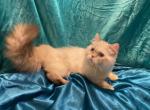 Gucci chocolate carrier - Minuet Kitten For Sale - Milford&comma; OH&comma; US