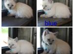 CFF Seal Point Siamese - Siamese Kitten For Sale - Barnett&comma; MO&comma; US