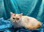 Kona - Minuet Cat For Sale - Milford&comma; OH&comma; US