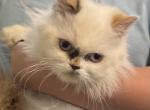 Chocolate torti point - Minuet Cat For Sale - Milford&comma; OH&comma; US