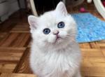 Lamajeur Cattery Royal Chinchilla Point kitten - British Shorthair Kitten For Sale - 