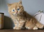Antionette - Minuet Kitten For Sale - 