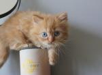 Marguerite - Minuet Kitten For Sale - 