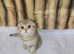 Mia - Scottish Fold Kitten For Sale - Philadelphia&comma; PA&comma; US