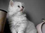 Ivy - Minuet Kitten For Sale - 