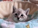 Saffron - Siamese Kitten For Sale - CA&comma; US