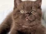 PURE BREED BRITISH SHORTHAIR KITTNES CHOCOLATE BOY - British Shorthair Kitten For Sale - Darien&comma; CT&comma; US