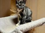 Gem - American Shorthair Kitten For Sale - Woodinville&comma; WA&comma; US