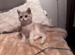 Blue - British Shorthair Kitten For Sale - San Mateo&comma; CA&comma; US