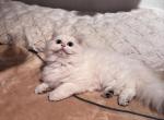 Marlin - British Shorthair Kitten For Sale - San Mateo&comma; CA&comma; US
