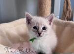 Basil - Siamese Kitten For Sale - CA&comma; US