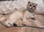 Chichi - Scottish Fold Kitten For Sale - San Mateo&comma; CA&comma; US
