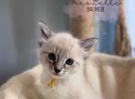 Nutmeg - Balinese Kitten For Sale - 