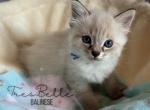 Cumin - Balinese Kitten For Sale - CA&comma; US