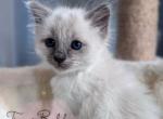 Pepper RESERVED - Balinese Kitten For Sale - CA&comma; US