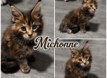 The Walking Dead Litter of 7 - Maine Coon Kitten For Sale - Waynesboro&comma; PA&comma; US