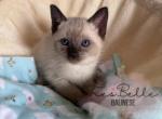 Chai Reserved - Siamese Kitten For Sale - CA&comma; US