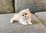 Longhair boy - British Shorthair Kitten For Sale - 
