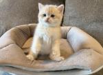 British boy - British Shorthair Kitten For Sale - 