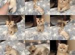 British shorthair boy - British Shorthair Kitten For Sale - 