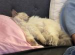 Ragdoll - Ragdoll Kitten For Sale - Long Beach&comma; CA&comma; US