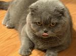 Cookie - Scottish Fold Cat For Adoption - Deerfield&comma; IL&comma; US