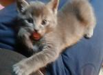 One grey kitten - Domestic Kitten For Sale - Lawrence&comma; MA&comma; US