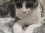 milo - Domestic Cat For Adoption - Queen Creek&comma; AZ&comma; US