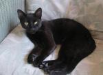 Smokie - Siamese Cat For Adoption - Port Charlotte&comma; FL&comma; US