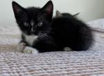Buddy - Domestic Kitten For Adoption - West Springfield&comma; MA&comma; US