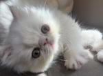 Tommy - Persian Kitten For Sale - 