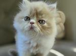 Ghost - Himalayan Kitten For Sale - Fort Washington&comma; MD&comma; US