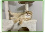 Cookie - British Shorthair Cat For Sale - Bethesda&comma; MD&comma; US