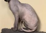 Donald - Sphynx Cat For Sale/Retired Breeding - Sidney&comma; NE&comma; US