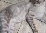 Snow Bengal female - Bengal Kitten For Sale - Belleville&comma; NJ&comma; US