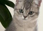Celina - British Shorthair Kitten For Sale - Matthews&comma; NC&comma; US