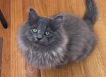 Smoky - Siberian Kitten For Sale - Chicago&comma; IL&comma; US