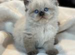 Moses Spring Litter G - Himalayan Kitten For Sale - 